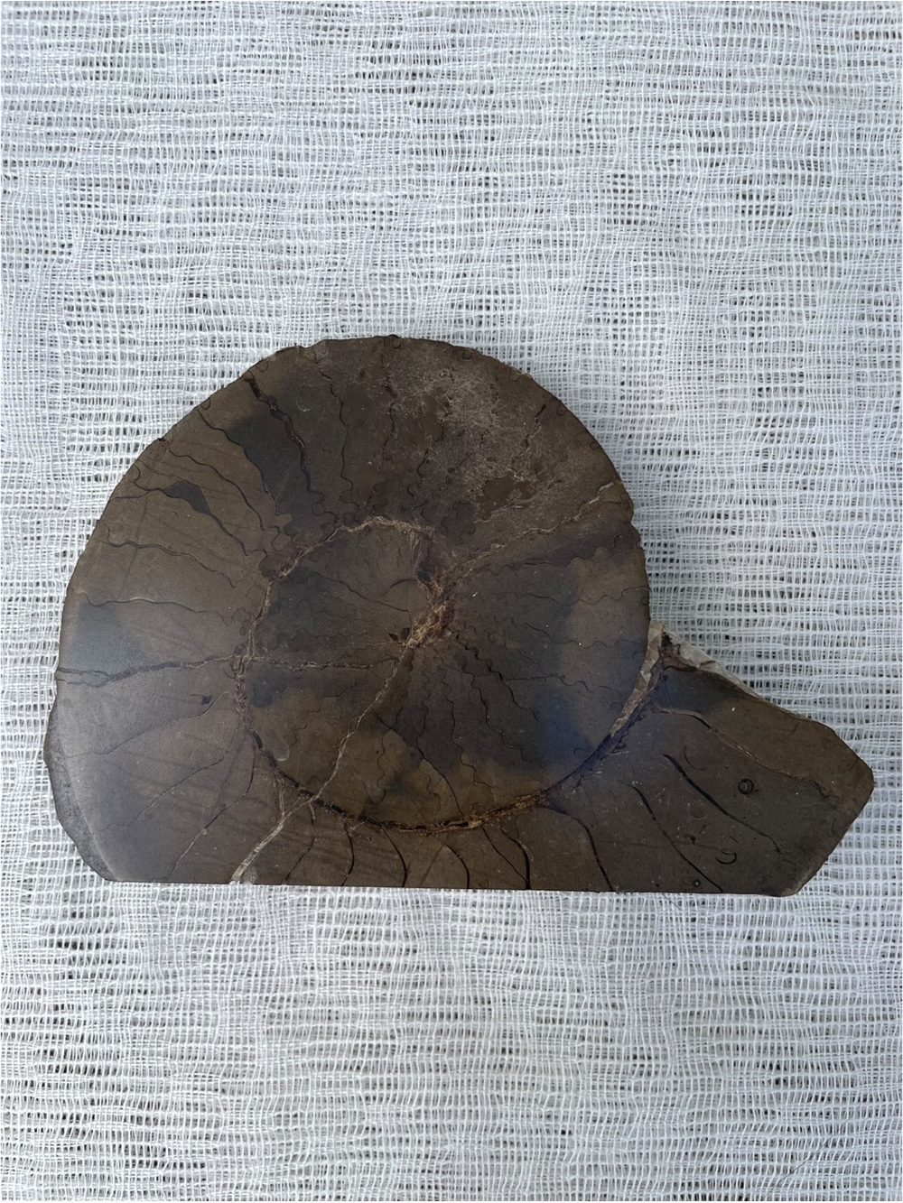 Polished Ammonite Fossil Half Section Standing Specimen Madagascar Mesozoic